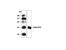 HAV VP3 Antibody