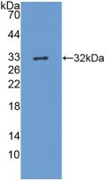HAVCR1 / KIM-1 Antibody - Western Blot; Sample: Recombinant Kim1, Mouse.