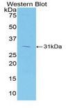 HAVCR1 / KIM-1 Antibody - Western blot of recombinant HAVCR1 / KIM-1.  This image was taken for the unconjugated form of this product. Other forms have not been tested.