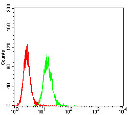 HAVCR1 / KIM-1 Antibody - Flow cytometric analysis of Hela cells using HAVCR1 mouse mAb (green) and negative control (red).
