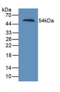HAVCR1 / KIM-1 Antibody