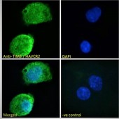 HAVCR2 / TIM-3 Antibody - Goat Anti-TIM3 / HAVCR2 Antibody Immunofluorescence analysis of paraformaldehyde fixed HepG2 cells, permeabilized with 0.15% Triton. Primary incubation 1hr (10ug/ml) followed by Alexa Fluor 488 secondary antibody (2ug/ml), showing membrane/cytoplasmic and nuclear staining. The nuclear stain is DAPI (blue). Negative control: Unimmunized goat IgG (10ug/ml) followed by Alexa Fluor 488 secondary antibody (2ug/ml).
