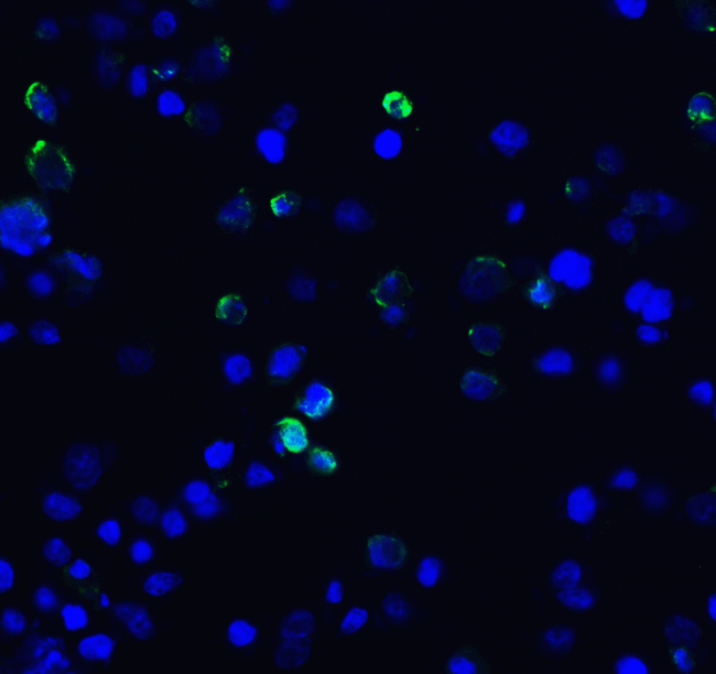 HAVCR2 / TIM-3 Antibody - Immunofluorescence of TIM-3 in transfected HEK293 cells with TIM-3 antibody at 10 ug/mL. Green: TIM-3 Antibody [10C10] Blue: DAPI staining