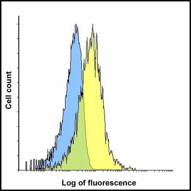 HAVCR2 / TIM-3 Antibody - Flow cytometry analysis of TIM-3 overexpressing HEK293 cells using TIM-3 antibody and control mouse IgG antibody at 0.1 ug/ml. Blue: Untransfected HEK293 cells. Yellow: TIM-3 overexpressing HEK293 cells.