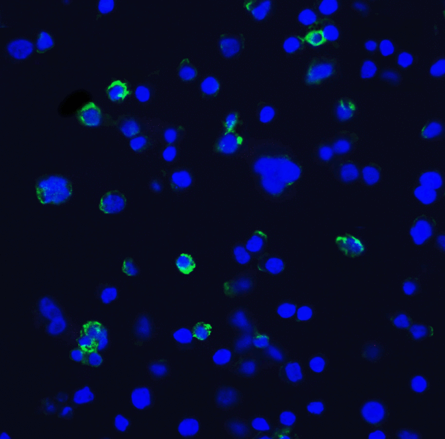 HAVCR2 / TIM-3 Antibody - Immunofluorescence of TIM-3 in transfected HEK293 cells with TIM-3 antibody at 10 ug/mL. Green: TIM-3 Antibody [1C6] Blue: DAPI staining