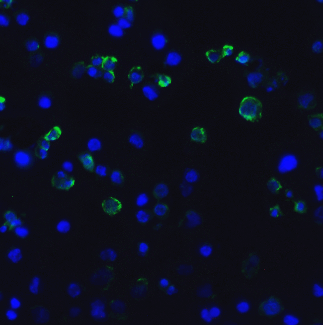 HAVCR2 / TIM-3 Antibody - Immunofluorescence of TIM-3 in transfected HEK293 cells with TIM-3 antibody at 10 ug/mL. Green: TIM-3 Antibody [2A6] Blue: DAPI staining