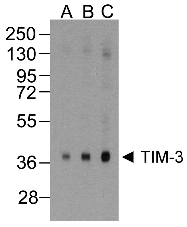 HAVCR2 / TIM-3 Antibody - Western blot analysis of TIM-3 in overexpressing HEK293 cells TIM-3 antibody at (A) 0.25, (B) 0.5, and (C) 1 ug/ml