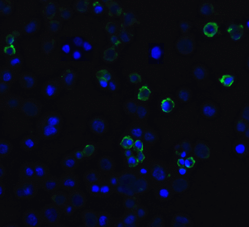 HAVCR2 / TIM-3 Antibody - Immunofluorescence of TIM-3 in transfected HEK293 cells with TIM-3 antibody at 10 ug/mL. Green: TIM-3 Antibody [3G7] Blue: DAPI staining
