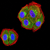 HAVCR2 / TIM-3 Antibody - Immunofluorescence analysis of Hela cells using TIM3 mouse mAb (green). Blue: DRAQ5 fluorescent DNA dye. Red: Actin filaments have been labeled with Alexa Fluor- 555 phalloidin. Secondary antibody from Fisher