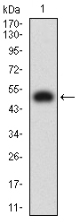 HAVCR2 / TIM-3 Antibody - Western blot analysis using TIM3 mAb against human TIM3 (AA: extra 22-202) recombinant protein. (Expected MW is 50 kDa)