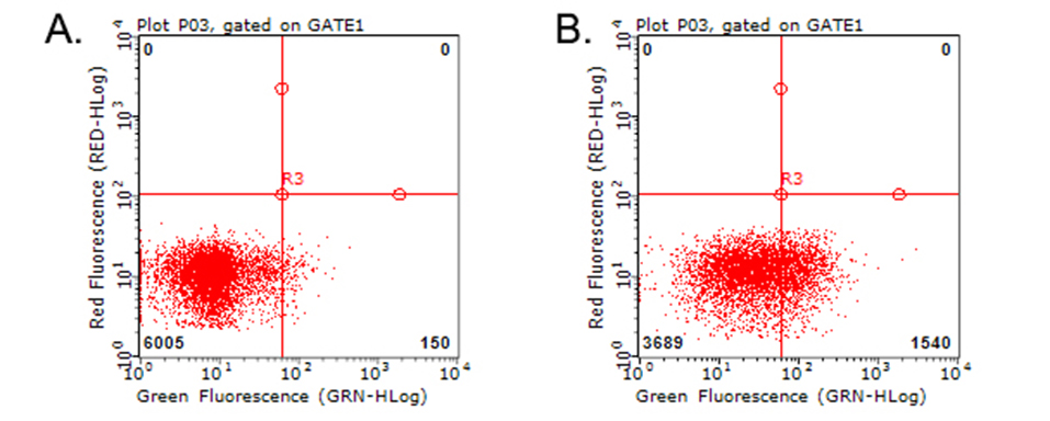 HAVCR2 / TIM-3 Antibody - Flow cytometric analysis of living PBMCs treated with 10ug/ml PHA for 72h. (Right)/untreated. (Left) using anti-HAVCR2 antibody. (1:100)
