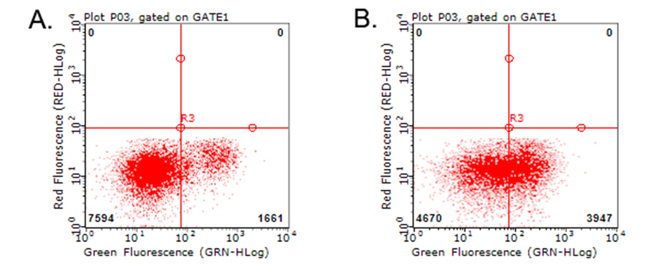 HAVCR2 / TIM-3 Antibody - Flow cytometric analysis of living PBMCs treated with 10ug/ml PHA for 72h. (Right) using anti-HAVCR2 antibody. Cells incubated with a non-specific antibody. (Left) were used as isotype control. (1:100)