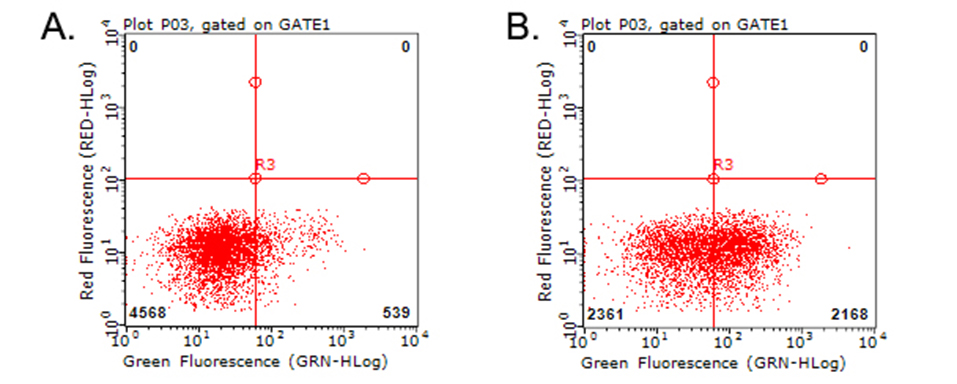 HAVCR2 / TIM-3 Antibody - Flow cytometric analysis of living PBMCs treated with 10ug/ml PHA for 72h. (Right) using anti-HAVCR2 antibody. Cells incubated with a non-specific antibody. (Left) were used as isotype control. (1:100)