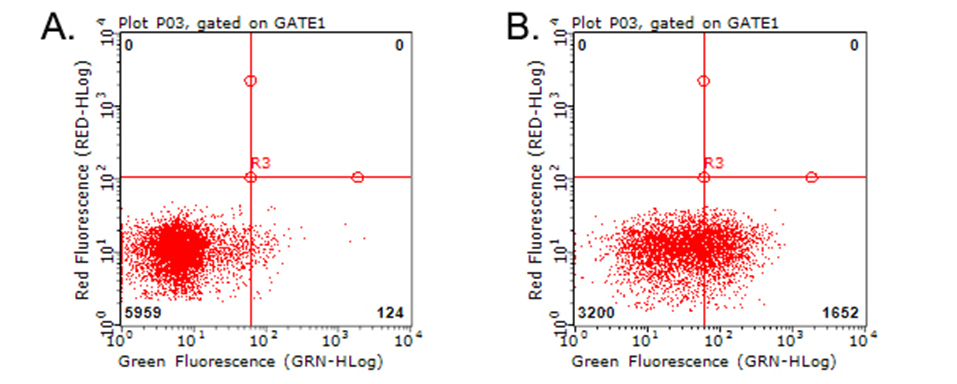 HAVCR2 / TIM-3 Antibody - Flow cytometric analysis of living PBMCs treated with 10ug/ml PHA for 72h. (Right)/untreated. (Left) using anti-HAVCR2 antibody. (1:100)