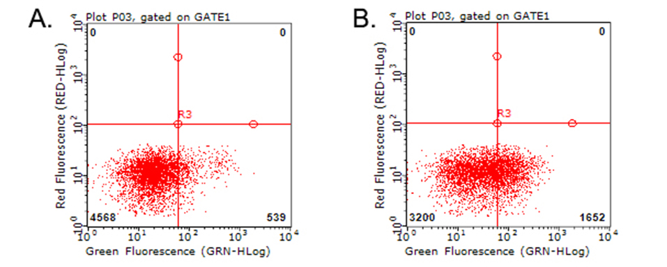 HAVCR2 / TIM-3 Antibody - Flow cytometric analysis of living PBMCs treated with 10ug/ml PHA for 72h. (Right) using anti-HAVCR2 antibody. Cells incubated with a non-specific antibody. (Left) were used as isotype control. (1:100)