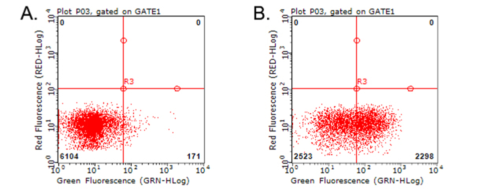 HAVCR2 / TIM-3 Antibody - Flow cytometric analysis of living PBMCs treated with 10ug/ml PHA for 72h. (Right)/untreated. (Left) using anti-HAVCR2 antibody. (1:100)