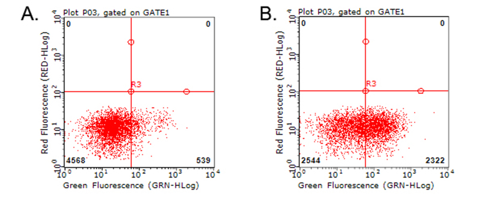 HAVCR2 / TIM-3 Antibody - Flow cytometric analysis of living PBMCs treated with 10ug/ml PHA for 72h. (Right) using anti-HAVCR2 antibody. Cells incubated with a non-specific antibody. (Left) were used as isotype control. (1:100)