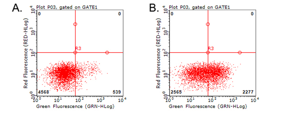 HAVCR2 / TIM-3 Antibody - Flow cytometric analysis of living PBMCs treated with 10ug/ml PHA for 72h. (Right) using anti-HAVCR2 antibody. Cells incubated with a non-specific antibody. (Left) were used as isotype control. (1:100)