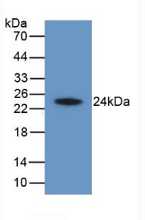 HAVCR2 / TIM-3 Antibody - Western Blot; Sample: Recombinant HAVCR2, Human.