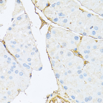 HAVCR2 / TIM-3 Antibody - Immunohistochemistry of paraffin-embedded mouse pancreas using HAVCR2 antibody at dilution of 1:100 (40x lens).