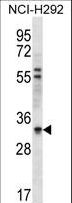 HAX-1 Antibody - HAX1 Antibody western blot of NCI-H292 cell line lysates (35 ug/lane). The HAX1 antibody detected the HAX1 protein (arrow).
