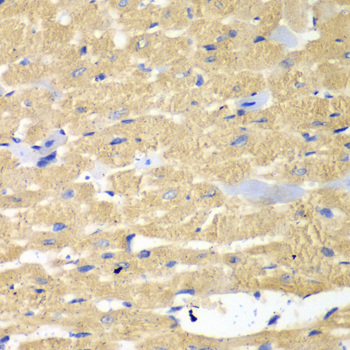 HAX-1 Antibody - Immunohistochemistry of paraffin-embedded mouse heart.