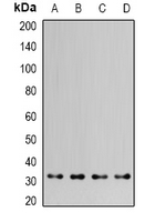 HAX-1 Antibody - Western blot analysis of HAX1 expression in MCF7 (A); HepG2 (B); mouse kidney (C); mouse brain (D) whole cell lysates.