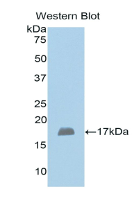 HBA1+2 / Hemoglobin Alpha Antibody - Western blot of recombinant HBA1.  This image was taken for the unconjugated form of this product. Other forms have not been tested.
