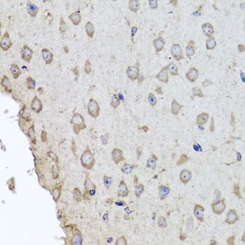 HBA1+2 / Hemoglobin Alpha Antibody - Immunohistochemistry of paraffin-embedded mouse brain tissue.