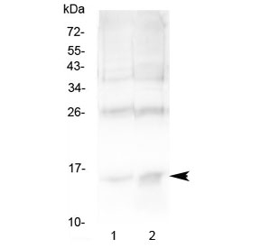 HBA1+2 / Hemoglobin Alpha Antibody - Western blot testing of 1) rat spleen and 2) human U-2 OS cell lysate with Hemoglobin antibody at 0.5ug/ml. Predicted molecular weight ~15 kDa.