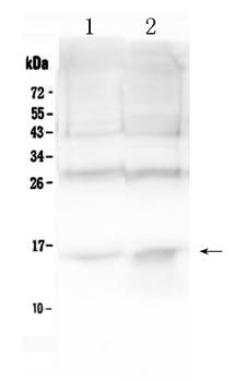 HBA1 Antibody - Western blot - Anti-Hemoglobin Picoband Antibody