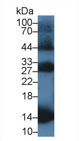 HBB / Hemoglobin Beta Antibody - Western Blot; Sample: Rat Blood Cells lysate; Primary Ab: 1µg/ml Rabbit Anti-Equine HBb Antibody Second Ab: 0.2µg/mL HRP-Linked Caprine Anti-Rabbit IgG Polyclonal Antibody