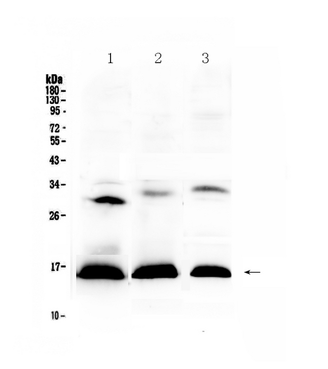 HBD / Hemoglobin Delta Antibody - Western blot - Anti-HBD Picoband Antibody