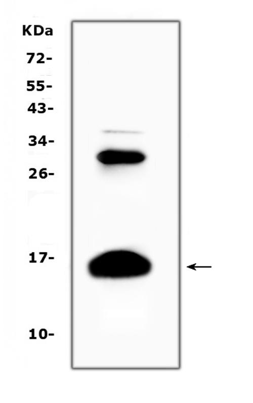 HBD / Hemoglobin Delta Antibody - Western blot analysis of HBD using anti-HBD antibody. Electrophoresis was performed on a 5-20% SDS-PAGE gel at 70V (Stacking gel) / 90V (Resolving gel) for 2-3 hours. The sample well of each lane was loaded with 50ug of sample under reducing conditions. Lane 1: human placenta tissue lysates. After Electrophoresis, proteins were transferred to a Nitrocellulose membrane at 150mA for 50-90 minutes. Blocked the membrane with 5% Non-fat Milk/ TBS for 1.5 hour at RT. The membrane was incubated with rabbit anti-HBD antigen affinity purified polyclonal antibody at 0.5 ug/mL overnight at 4?, then washed with TBS-0.1% Tween 3 times with 5 minutes each and probed with a goat anti-rabbit IgG-HRP secondary antibody at a dilution of 1:10000 for 1.5 hour at RT. The signal is developed using an Enhanced Chemiluminescent detection (ECL) kit with Tanon 5200 system. A specific band was detected for HBD at approximately 16KD. The expected band size for HBD is at 16KD.