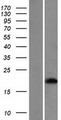 HBE1 / Hemoglobin Epsilon 1 Protein - Western validation with an anti-DDK antibody * L: Control HEK293 lysate R: Over-expression lysate
