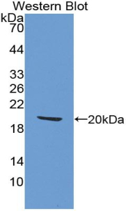 HBEGF / HB EGF Antibody - Western Blot; Sample: Recombinant protein.