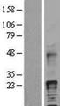 HBEGF / HB EGF Protein - Western validation with an anti-DDK antibody * L: Control HEK293 lysate R: Over-expression lysate