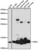 HBG1 / Fetal Hemoglobin Antibody - Western blot analysis of extracts of various cell lines, using HBG1 antibody at 1:1000 dilution. The secondary antibody used was an HRP Goat Anti-Rabbit IgG (H+L) at 1:10000 dilution. Lysates were loaded 25ug per lane and 3% nonfat dry milk in TBST was used for blocking. An ECL Kit was used for detection and the exposure time was 30s.