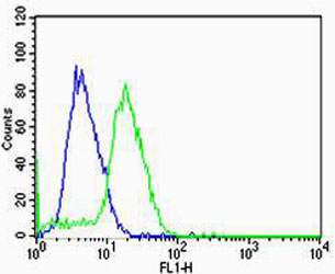 HBG2 / Hemoglobin Gamma 2 Antibody - Flow cytometric of U-87 MG cells with HBG2 Antibody (green) compared to an isotype control of rabbit IgG (blue). Antibody was diluted at 1:25 dilution. An Alexa Fluor 488 goat anti-rabbit lgG at 1:400 dilution was used as the secondary antibody.