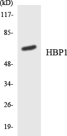 HBP1 Antibody - Western blot analysis of the lysates from 293 cells using HBP1 antibody.