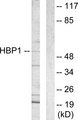 HBP1 Antibody - Western blot analysis of lysates from COS7 cells, using HBP1 Antibody. The lane on the right is blocked with the synthesized peptide.