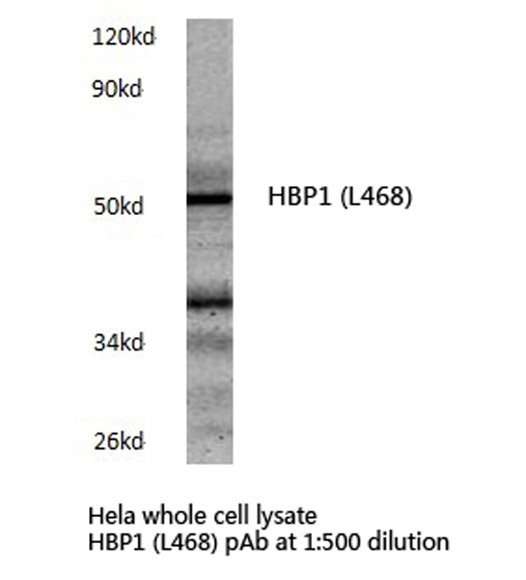 HBP1 Antibody - Western blot of HBP1 (L468) pAb in extracts from HeLa cells.