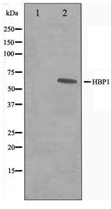 HBP1 Antibody - Western blot of A549 cell lysate using HBP1 Antibody