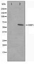 HBP1 Antibody - Western blot of A549 cell lysate using HBP1 Antibody