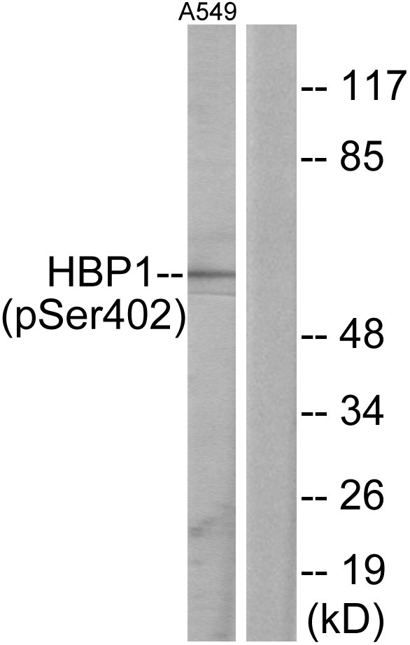 HBP1 Antibody - Western blot analysis of lysates from A549 cells treated with PMA 125ng/ml 30', using HBP1 (Phospho-Ser402) Antibody. The lane on the right is blocked with the phospho peptide.