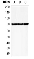 HBP1 Antibody - Western blot analysis of HBP1 (pS402) expression in HEK293T PMA-treated (A); mouse spleen (B); rat spleen (C) whole cell lysates.