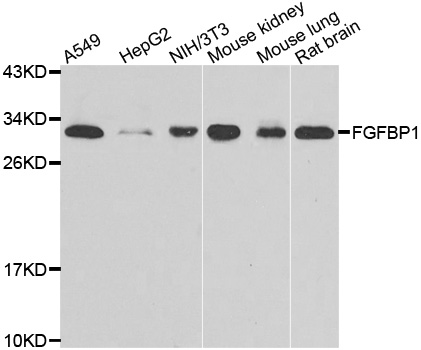 HBP17 / FGFBP1 Antibody - Western blot analysis of extracts of various cell lines.