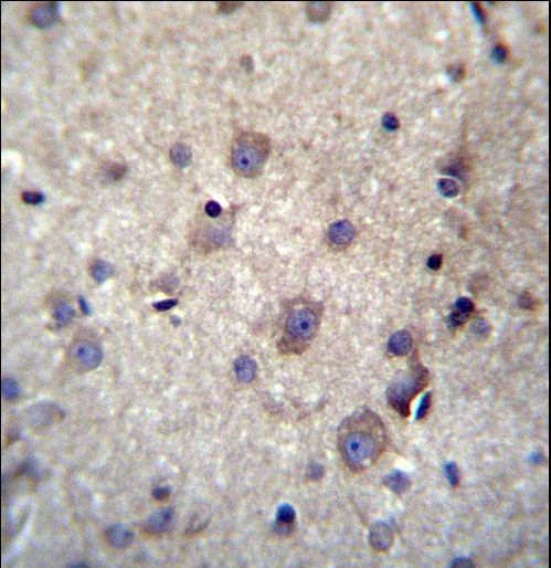 HBQ1 Antibody - HBQ1 Antibody immunohistochemistry of formalin-fixed and paraffin-embedded human brain tissue followed by peroxidase-conjugated secondary antibody and DAB staining.