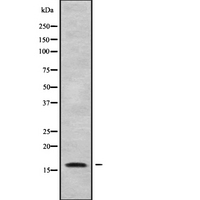 HBQ1 Antibody - Western blot analysis of HBQ1 using HuvEc whole cells lysates
