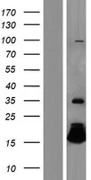 HBQ1 Protein - Western validation with an anti-DDK antibody * L: Control HEK293 lysate R: Over-expression lysate